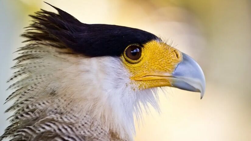 Sua face é alaranjada, e essa região, chamada de "cera", pode mudar de cor conforme o estado emocional da ave: mais avermelhada quando está em repouso e mais amarelada em momentos de disputa por território ou alimento. Foto: Animalia/Bart van Dorp