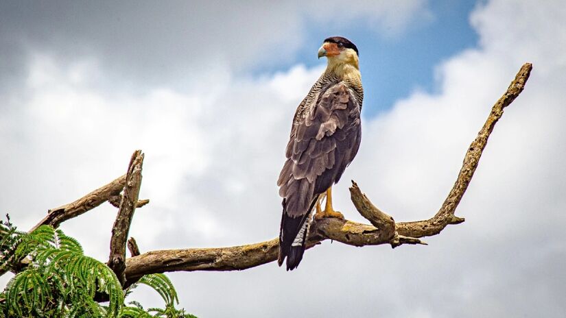 Quando emite seu chamado típico, a ave inclina o pescoço para trás de forma impressionante, um comportamento observado também em outras aves de rapina. Foto: Animalia/Thiago Franco