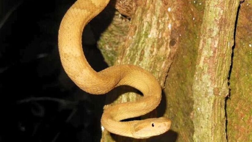 Há poucos roedores e outras presas, que são o alimento principal da jararaca-ilhoa (Bothrops insularis), na ilha. Com isso, o veneno da espécie no local acabou ficando mais forte. A espécie, além disso, está ameaçada de extinção - (Fabiano Andrade/Instituto Butantan)
