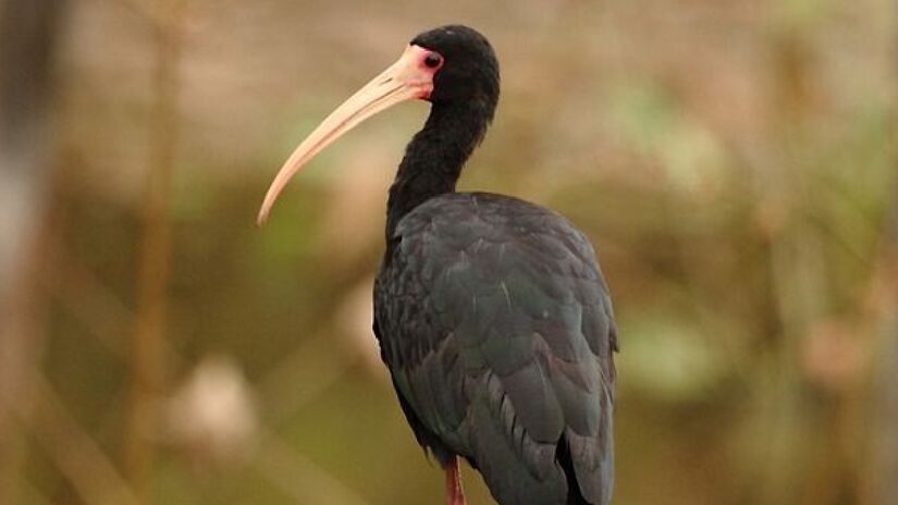 O também biólogo e guia de observação de aves, Miguel Malta Magro, que mora em Santo André, revelou que a ave também se espalhou pela cidade onde mora - (Murray Foubister/Wikimedia Commons)