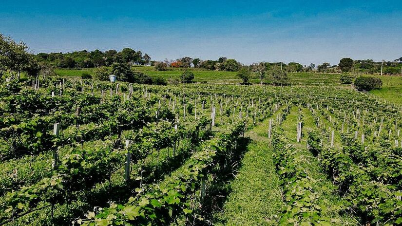 Além disso, Caconde oferece visitas a uma vinícola, onde os visitantes podem explorar o parreiral e degustar alguns vinhos de forma totalmente gratuita - (Divulgação/Turismo Caconde)