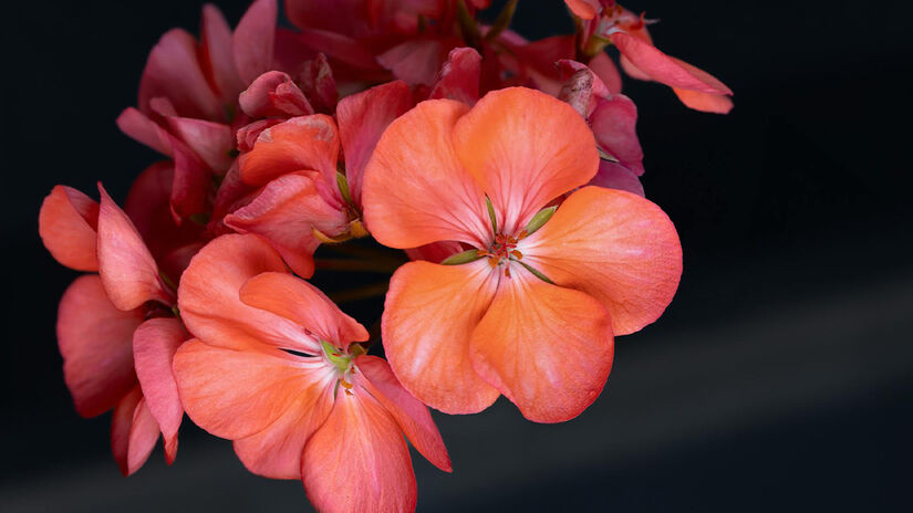 Para atrair positividade, flores laranjas, como gerânios e dálias, trazem entusiasmo e alegria ao ambiente - Foto: Laura Lumimaa / Pexels / Creative Commons