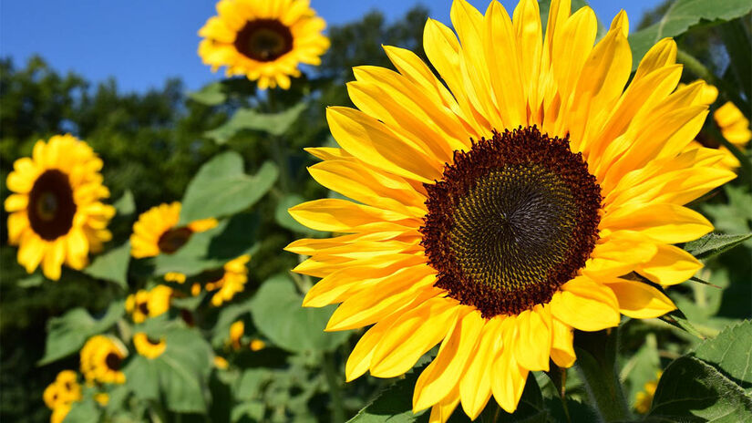 As flores amarelas são ideais para atrair riqueza e sucesso - Foto: Leopictures por Pixabay