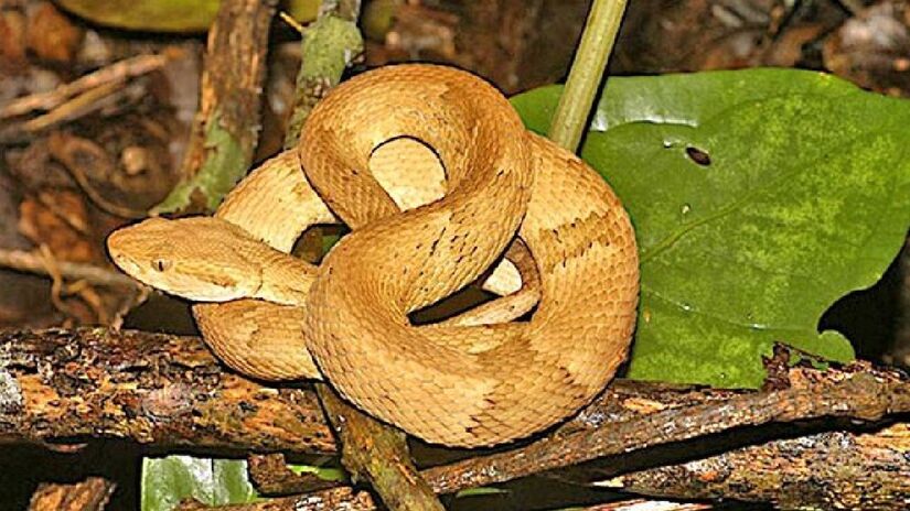 Além disso, o local é o único habitat da jararaca-ilhoa (Bothrops insularis), espécie considerada uma das cobras mais perigosas no Brasil. Na Ilha das Cobras há cerca de 45 serpentes por hectare - (Otávio Marques/Instituto Butantan)

