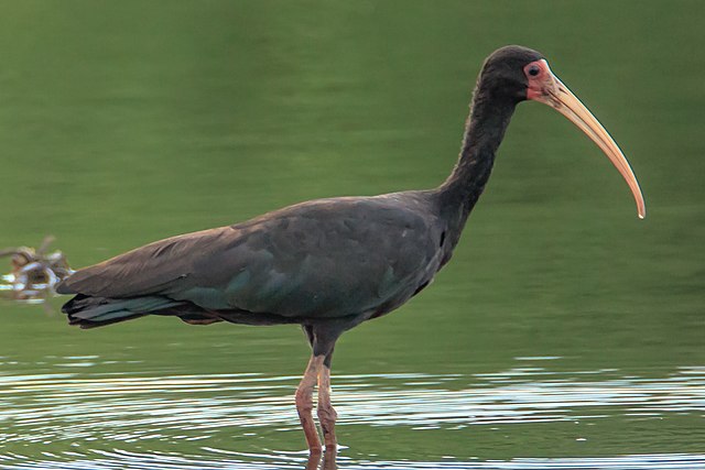 Com a diminuição de florestas cada vez mais agravada com o passar dos anos, e, consequentemente, o aumento de áreas mais abertas e desmatadas, cada vez torna-se mais comum encontrar os tapicurus. A ave é vista com frequência em gramados, praias, poças, valas e canais - (Hector Bottai/Wikimedia Commons)