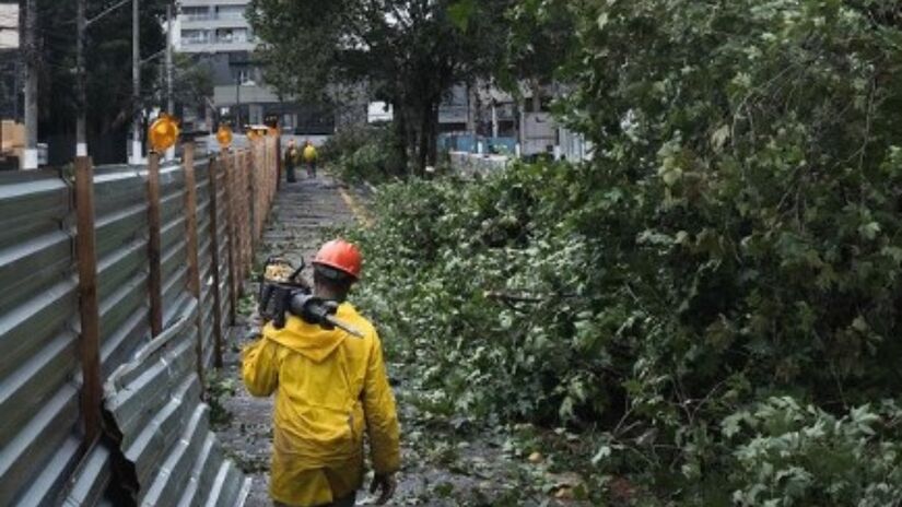 Projeto prevê a derrubada de 172 árvores

/Foto: Reprodução/Redes sociais