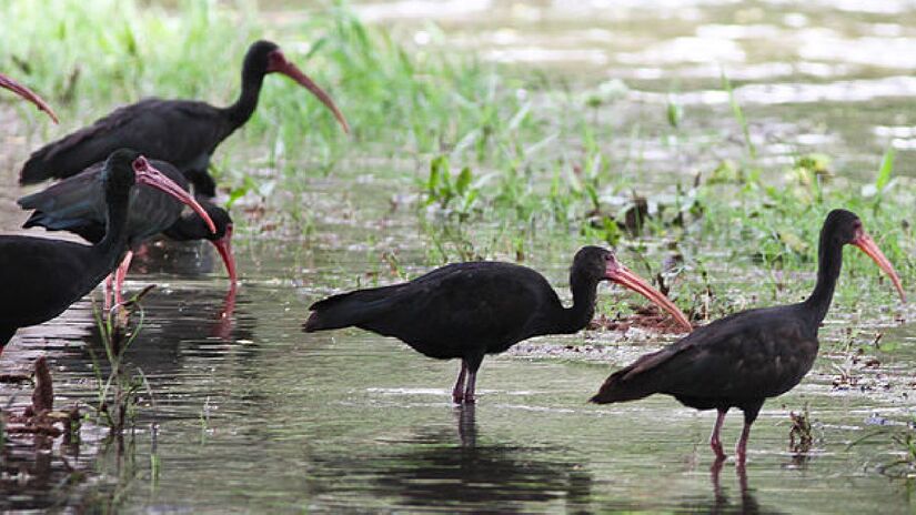 Uma espécie de ave se espalhou pelo litoral de São Paulo e parece disposta a dominar o mundo. Trata-se do Tapicuru (Phimosus infuscatus), que dominou a Baixada Santista - (Ron Knight/Wikimedia Commons)