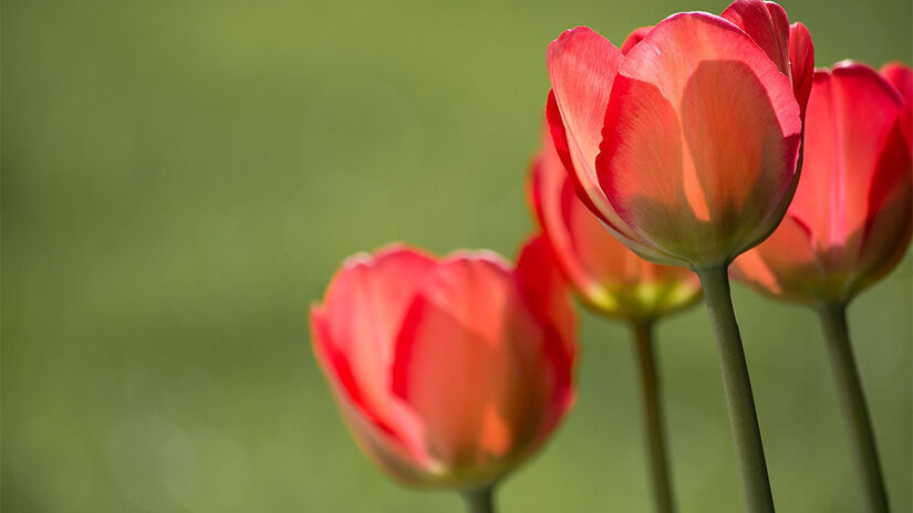 Quem quer boas energias para o amor, deve apostar nas flores vermelhas, como as tulipas - Foto: Petra por Pixabay