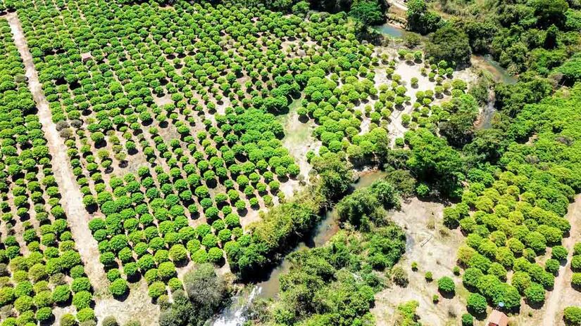 Hoje, são 42 mil pés de jabuticaba distribuídos em 172 hectares de plantação - Foto: Divulgação Fazenda Jabuticabal