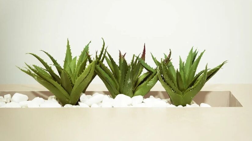 Aloe Vera: A grande vantagem desta planta é o fato dela liberar oxigênio à noite, o que ajuda a respirar mais facilmente durante o sono. A aloe vera também ajuda a purificar tóxinas como benzeno e formaldeído - (Cecília O. Tommasini/Pexels)