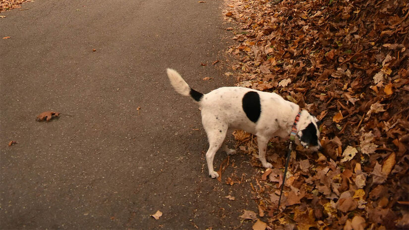 Cheirar fezes e urina é um comportamento natural dos cães, portanto eles não gostam quando os tutores os puxam - Foto: Audri Van Gores/Unsplash