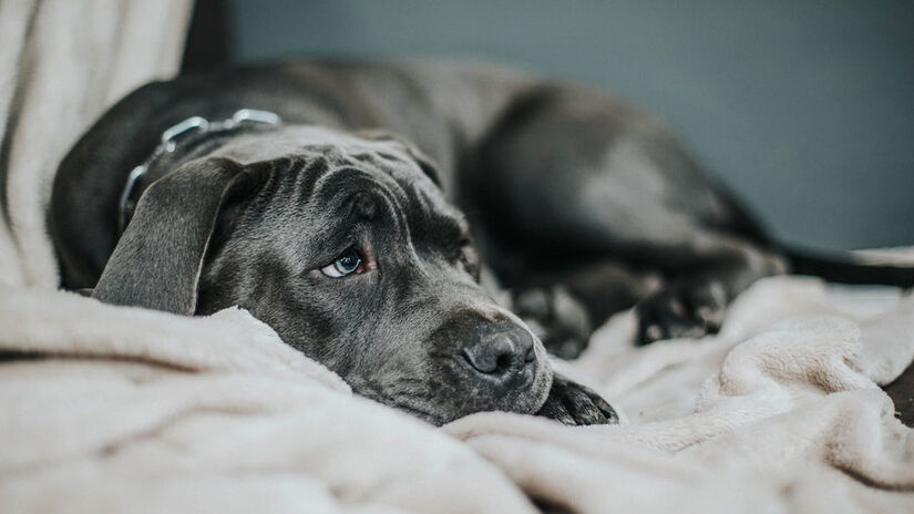 Em geral, cães não gostam de ficar sozinhos - Foto: Helena Jankovičová Kováčová/Pexels