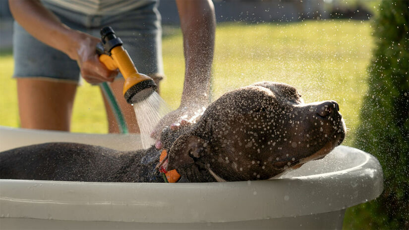 Ainda que necessário, de modo geral, os cães não gostam de tomar banho - Foto: Freepik