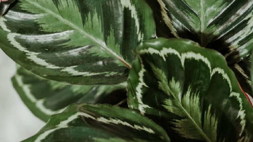 Calathea: Ideal para colocar em cozinhas e banheiros, esta planta gosta de locais que possuem maior umidade e sem luz solar direta. A Calathea é uma planta purificadora do ar, suas folhas grandes absorvem umidade do ar e também ajudam na purificação do ambiente - (Unsplash)