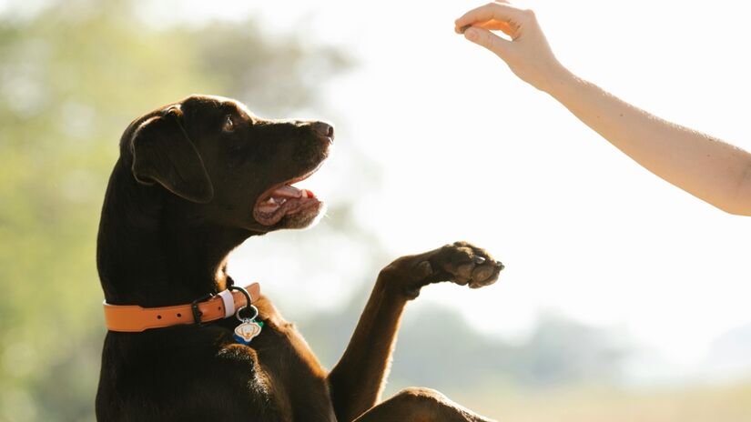 Contratar um passeador de cães é uma forma de garantir que seu animal de estimação receba atenção e cuidados adequados, mesmo quando sua rotina não permitir. Foto: Pexels