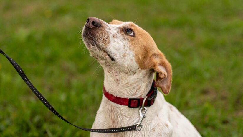 Os valores cobrados pelos passeadores de cães variam segundo a experiência do profissional e a duração dos passeios. Na DogHero, por exemplo, uma caminhada de 30 minutos custa cerca de R$ 25, e a plataforma oferece descontos em pacotes de passeios. Foto: Pexels