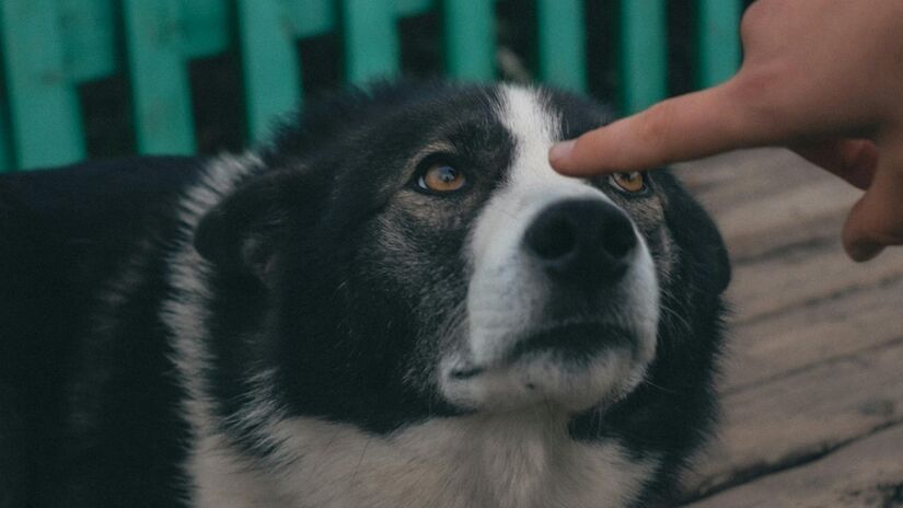 Além de promover saúde e felicidade ao cão, esse serviço alivia a preocupação dos tutores, permitindo que eles foquem em outras responsabilidades do dia a dia. Foto: Pexels