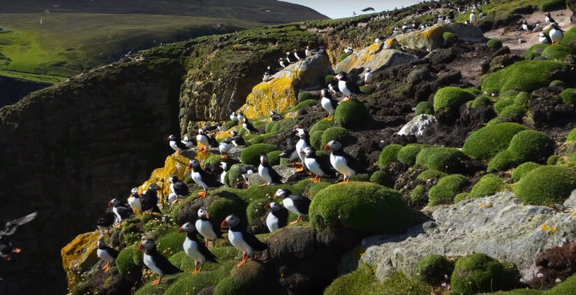 Isolada e habitada por apenas 70 pessoas, Ilha Fair, na Escócia, encanta os amantes da natureza com sua abundância de aves e paisagens intocadas. É um verdadeiro refúgio para quem busca paz e conexão com a vida selvagem.  Foto: Reprodução/Youtube