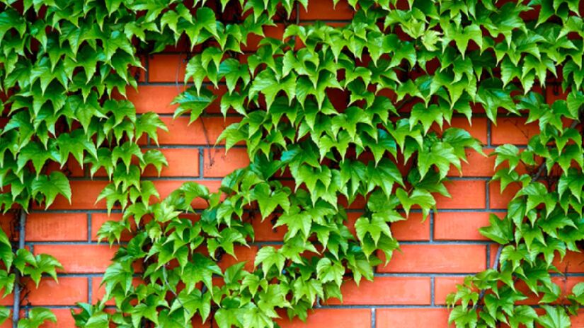 Hera: A hera ajuda a absorver toxinas e poluentes do ambiente, e pode ser cultivada em vasos ou diretamente no solo. Conhecida por suas folhas, que se agarram em outras árvores e muros, e lhe dá a fama de planta trepadeira, é uma planta fácil de cuidar - (Divulgação/Site Weg)