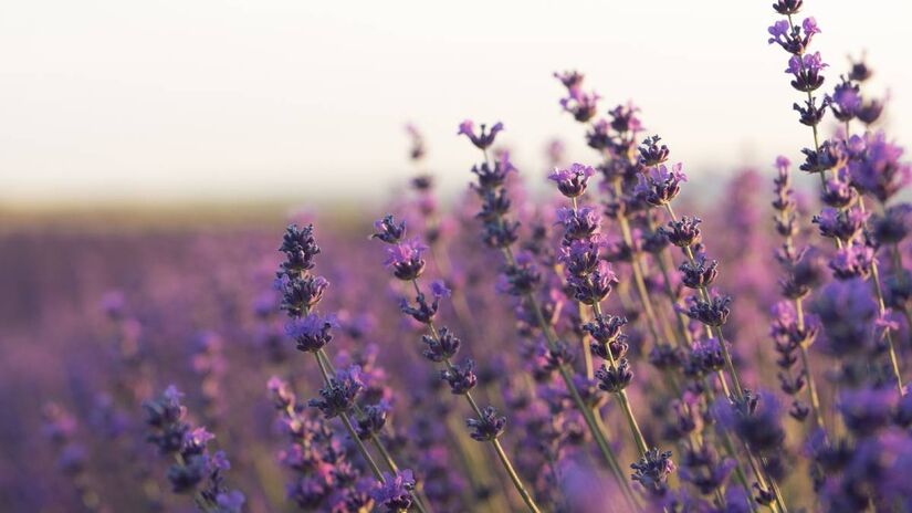 Lavanda deixa o ambiente perfumado, colorido e leve. Foto: Freepik