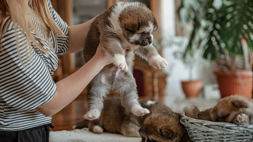 Nem todos os cães são sociáveis, portanto não é adequado forçá-los a interagir - Foto: Pvproductions/Freepik