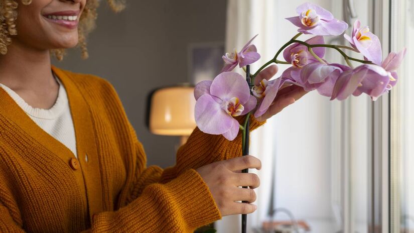 Orquídeas são belas, ótimas para decorar ambientes e traz a sensação de bem-estar. Foto: Freepik