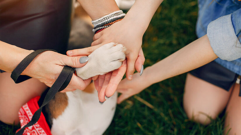 Muitos cães não toleram contato nas patas - Foto: Prostooleh/Freepik