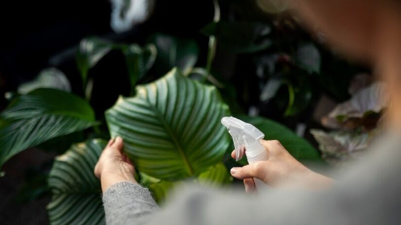 Não são somente sapatos e itens de couro que podem ser limpos pelas cascas de banana. As plantas, que ajudam a purificar o ar de sua casa, também podem aproveitar desta ajuda - (Freepik)