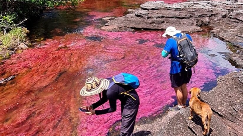 O Caño Cristales não é de fácil acesso, mas a experiência vale cada esforço. Para chegar até lá, a maneira mais prática é viajar de avião para o município de La Macarena, no departamento de Meta. Foto: Reprodução/Youtube/MOCHILÃO SABÁTICO