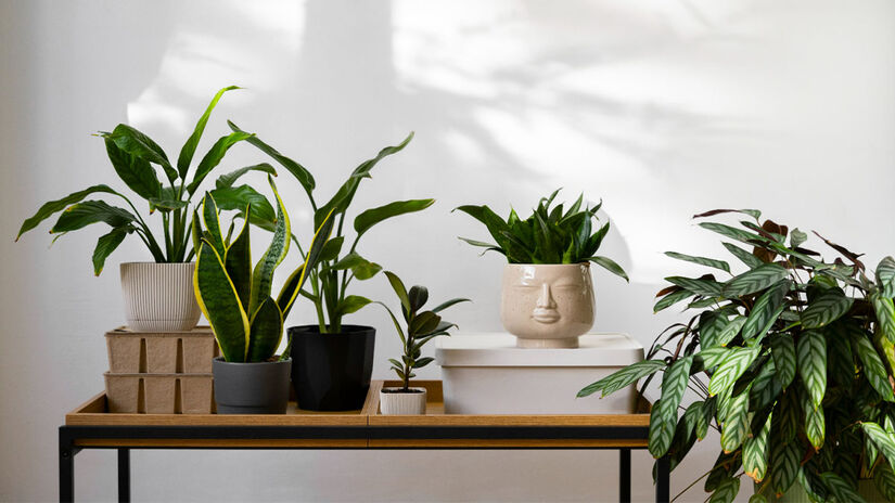 Plantas ajudam a refrescar o ambiente. Assim, tenha alguns vasos dentro de casa - Foto: Freepik