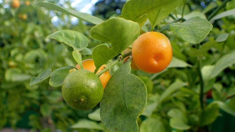 O calamansi é ubíquo na culinária tradicional das Filipinas. É naturalmente muito azedo e é usado em vários condimentos, bebidas, pratos, marinadas e conservas. Foto: Wikimedia Commons