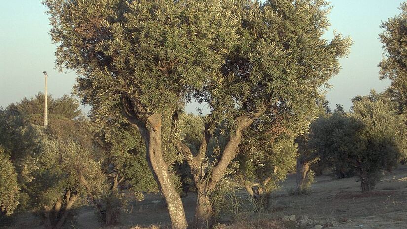 A oliveira produz azeitonas, usadas para fazer azeite. Foto: Wikimedia Commons