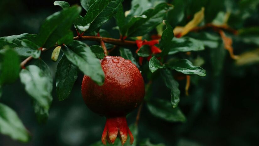 A romã é rica em sais minerais, como potássio, fósforo, cálcio, sódio e ferro. Possui também flavonoides, quercetina e ácido elágico, que são antioxidantes. Foto: Pexels