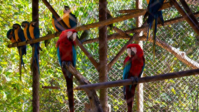 o Parque Zoológico Eugênio Walter encanta as crianças com mais de 35 espécies de animais resgatados. Foto: Divulgação/Prefeitura de Boituva