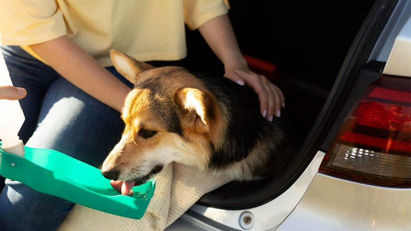 Previna a hipertermia nos cães - Foto: Freepik