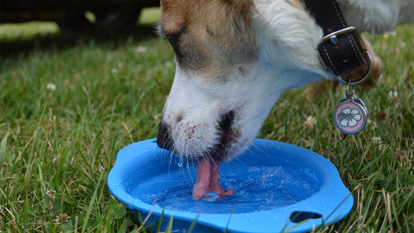 Mantenha o pet sempre hidratado - Foto: Doug Brown/Pexels