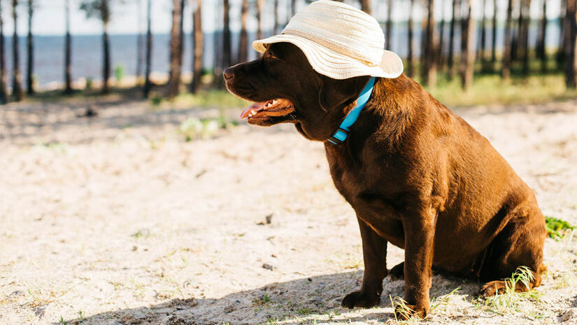 Proteja o pet contra os raios solares, usando protetor solar específico para cães - Foto: Freepik