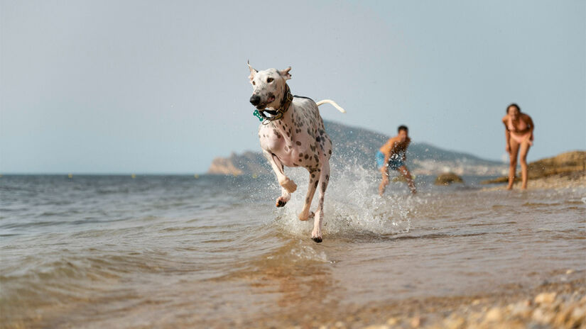 Cuidado com os cães no mar e na piscina - Foto: Freepik