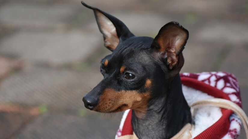 A velhice do Pinscher pode começar a partir de 12 anos. Foto: Pixabay