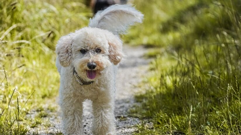 Velhice do Shih- tzu e poodle: por volta dos 10 anos. Foto: Pixabay