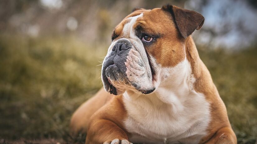 Velhice do Bulldogue inglês e bulldog francês: por volta de 8 anos. Foto: Pixabay