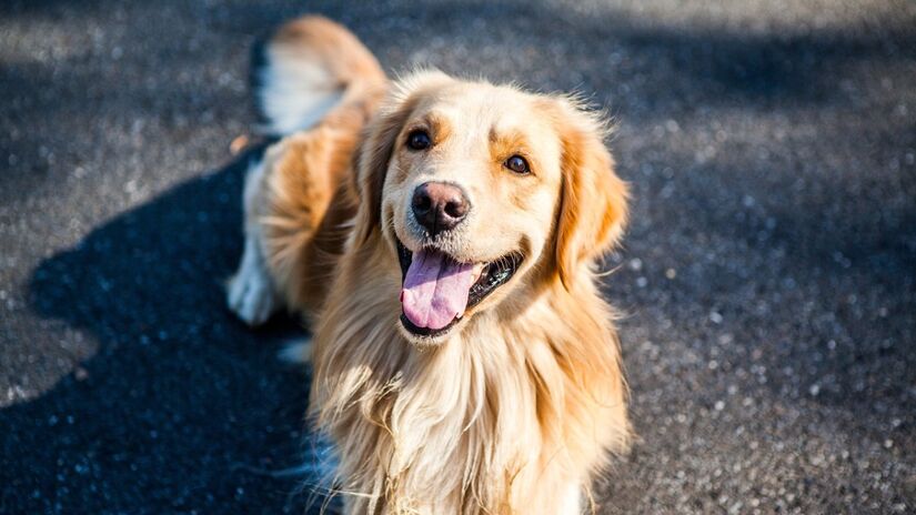 Velhice do Golden retriever: 6 a 9 anos. Foto: Pixabay