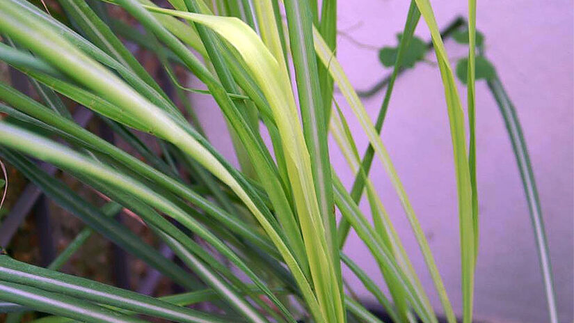 Capim-limão - Foto: David J. Stang/Wikimedia Commons