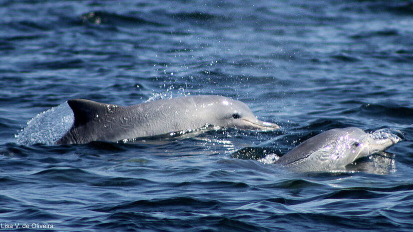 Com seus 13,6 mil hectares, a ilha abriga cerca de mil espécies vegetais e uma fauna diversificada, que inclui bugios, suçuaranas e o vulnerável golfinho-cinza (Sotalia guianensis). Foto: Lisa V. de Oliveira/Divulgação IPeC