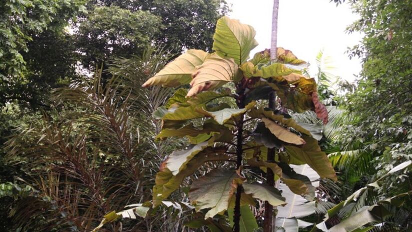 Na Floresta Nacional do Jamari, em Rondônia, foram catalogadas duas folhas colossais, com dimensões de 2,50m x 1,44m e 2,10m x 1,32m. Foto: Divulgação/INPA