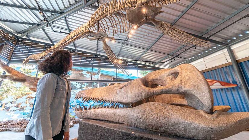 Museu da vida Marinha - Foto: Felipe Domingos/Divulgação Museu da Vida Marinha