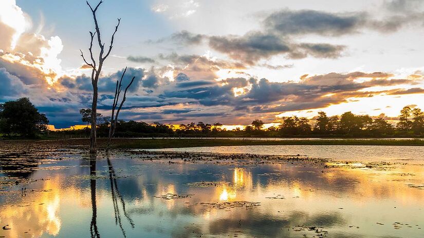 Pantanal (Mato Grosso e Mato Grosso do Sul) - Foto: Filipefração/Wikimedia Commons