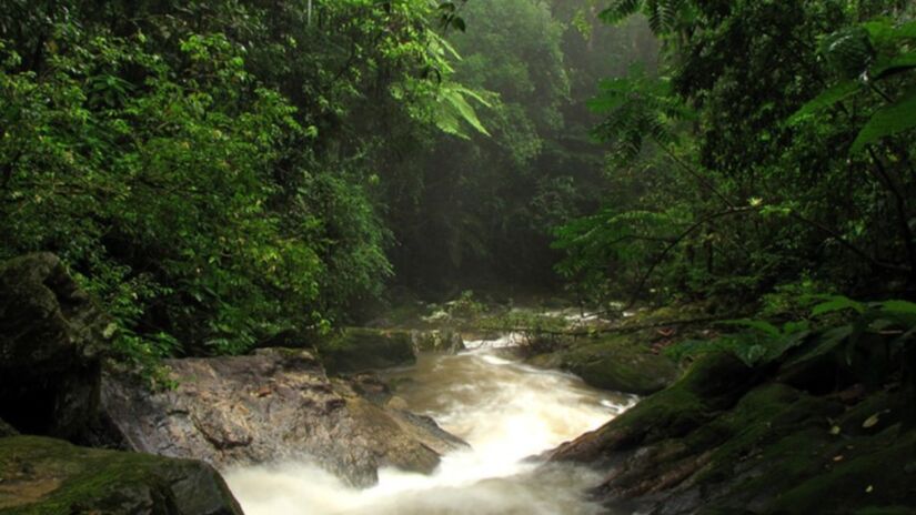 Abrigando o maior pedaço contínuo da Mata Atlântica no Brasil, com 23% do total preservado, a região é um refúgio para diversas espécies de fauna e flora. Foto: Wikimedia Commons