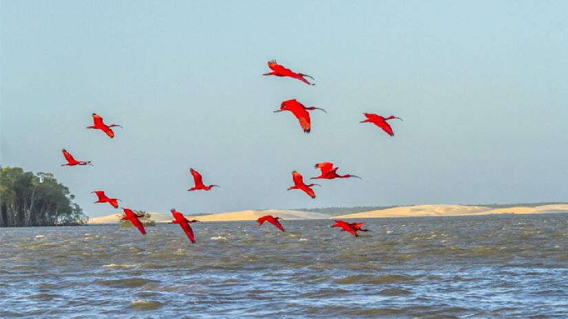 A Revoada dos Guarás pode ser vista em passeio de lancha pelo Delta (Fonte: Embratur)