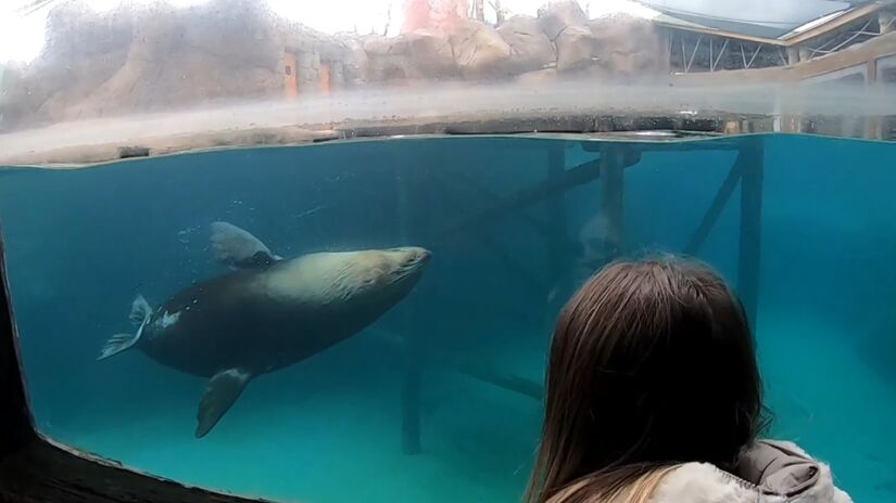 Quem ama filmes vai se encantar com o espaço dos personagens de Procurando Nemo. Lá estão o peixe-palhaço, a cirurgiã-patela e outras espécies famosas.  